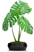 plant